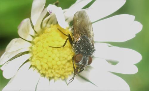 Pollenia sp.